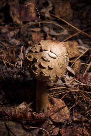 parasol mushroom Macrolepiota procera among dry autumn forest leaves. Mushrooming and mushrooms season. Vertical closeup shotの写真素材