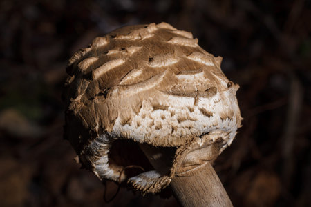 parasol mushroom Macrolepiota procera among dry autumn forest leaves. Mushrooming and mushrooms season.の写真素材