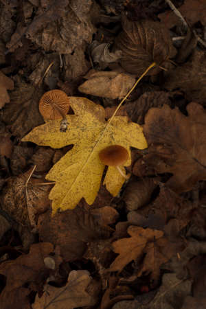 Two small brown mushrooms on yellow leaf in forest. Autumn nature, leaves texture. Vertical shotの写真素材