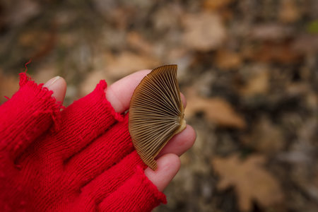Female hand in red knit mitten holding little brown mushroom on unfocused forest background. Autumn...