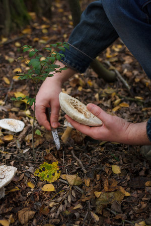 Close up of mushroom-pickers hands with knife cutting fresh champignon mushrooms in the forest on dry autumn leaves background.の写真素材