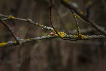 Soft focused closeup shot of tiny ladybug, lady-bird on tree branch with lichen on blurry autumn forest background. Macro worldの写真素材