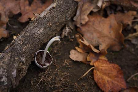 Little grey mushroom jn ground among branches, dry brown leaves in autumn forest. Beautiful nature, macro world photography.の写真素材