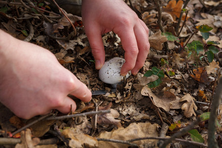 Close up of mushroom-pickers hands with knife cutting fresh champignon mushrooms in the forest on dry autumn leaves background.の写真素材
