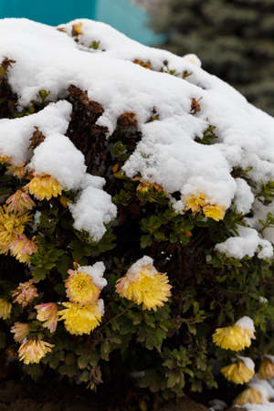 beautiful chrysanthemum bush with yellow flowers covered with snow. Mums in first snow in late autumn or early winter garden or parkの写真素材