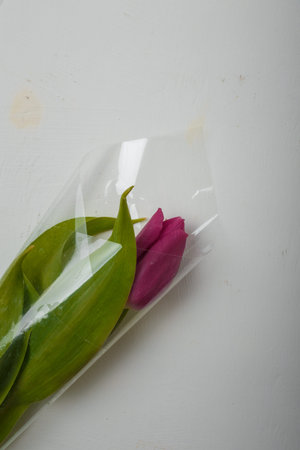 One purple tulip bud with green leaves in transparent plastic package on white background, copy...