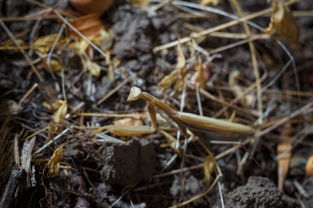european mantis religiosa or brown praying mantis on forest ground with dry leaves and grass...