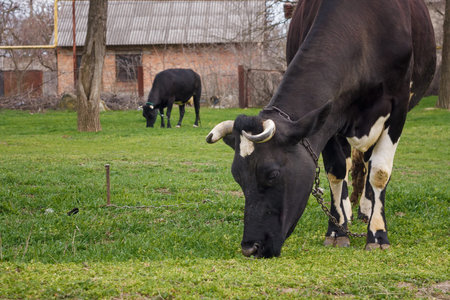 Two Black and white cows grazing green grass at summer pasture. Feeding livestock. Countryside...