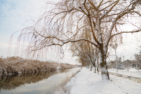 beautiful dry brown reeds and trees covered with snow by snowfall, winter lake landscape backgroundの写真素材