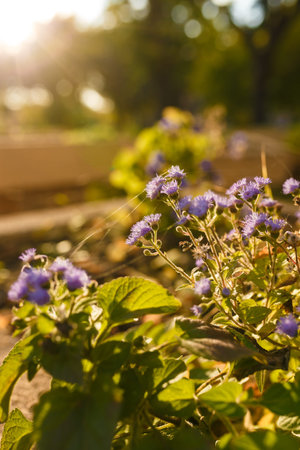 Beautiful purple flowers in garden flower bed in sunset rays backlight with tender spiderweb. Golden hour landscape. Flowering plantsの写真素材
