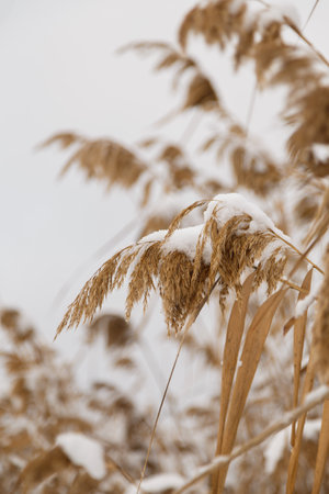 beautiful dry brown reeds covered with snow by snowfall, winter landscape background, close up shot of stems with foliage and frondsの写真素材