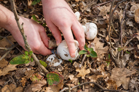 Close up of mushroom-pickers hands with knife cutting fresh champignon mushrooms in the forest on dry autumn leaves background.の写真素材