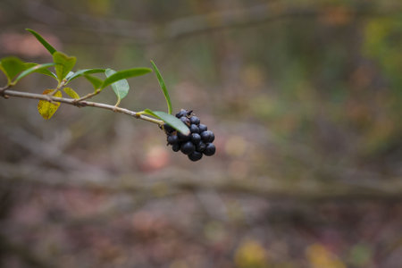 Branch of frangula rhamnus with ripe black berries on blurry autumn forest background. Copy space.の写真素材
