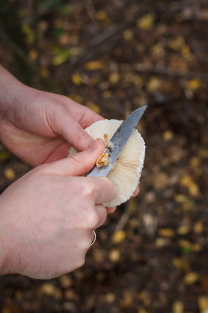 Close up of mushroom-pickers hands with knife cutting fresh champignon mushrooms in the forest on dry autumn leaves background.の写真素材