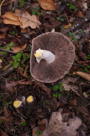 beautiful fresh champignon with dark pink lamella on pileus on autumn forest background. Agaric...