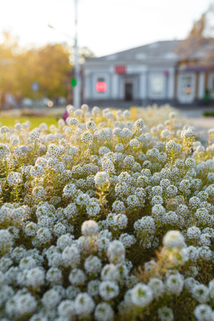 Beautiful flower bed with tender white blooming flowers in sunset back light. Blurry city on background. Early autumn or late summerの写真素材