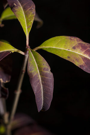 beautiful green purple leaves of elderberry bush in autumn forest, vertical close up shot in harsh...