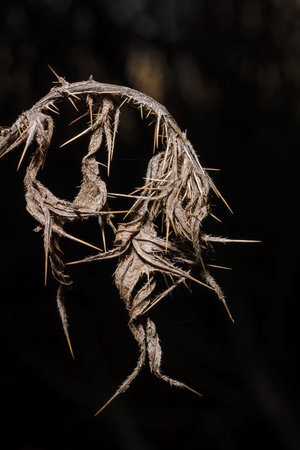 beautiful brown spiky autumn leaf texture with shadows, harsh light. Vertical macro shot on black backgroundの写真素材