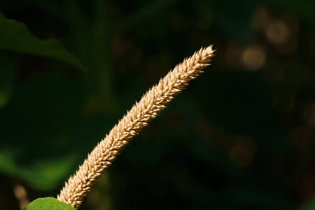 Timothy grass, common cat tail seed head, or phleum pratense. Wild flora on dark background, macro shot.の写真素材