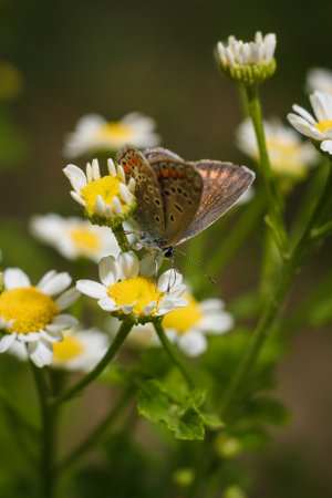 Aricia agestis, the brown argus butterfly in the family Lycaenidae sitting on camomile, chamomile flower. Soft focused macro shotの写真素材