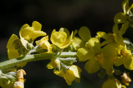 verbascum thapsus, great or common mullein. Vertical macro shot of stem with bright yellow flowers....