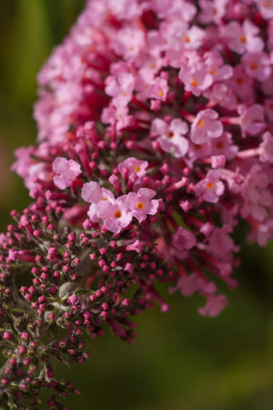 Buddleia, buddlea or buddleja davivvii soft focused macro shot with small purple flowers blossoming...