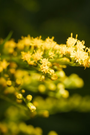 beautiful yellow flowering plant Solidago, commonly called goldenrods with tiny buds and flowers, vertical soft focused macro shotの写真素材
