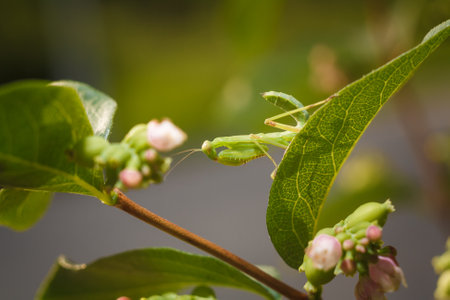 Little green young European mantis or mantis religiosa sitting on snowberry bush branch. Insects and flora. Soft focused macro shotの写真素材