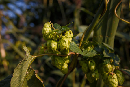 Soft focused close up shot of green hop with cones and fresh foliage on blurry background in golden...