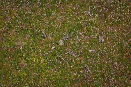 Purple and white blooming grass with tihy flowers. Natural texture background, top view
