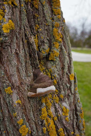 Bright yellow lichen and burl on tree ark surface. Flora and natureの写真素材