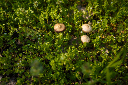 three little mushrooms among green grass in spring forest, nature, flora and fungiの写真素材