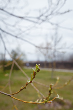Branch with green buds and leaves, spring nature, gardening. Vertical shot