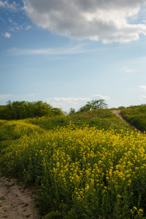 Yellow blooming rapeseed flowers or canola in Ukrainian spring natural meadow on blue cloudy sky background. Biofuel, biodieselの写真素材