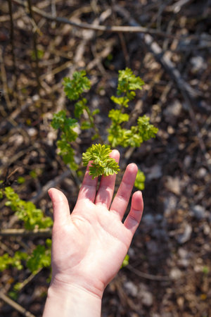 Hand holding branch with green buds and leaves, spring forest nature. Vertical shot