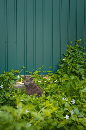 Grey pet cat sitting among fresh foliage and white jasmine flowers on green fence background. Domestic animal in spring garden, vertical shotの写真素材