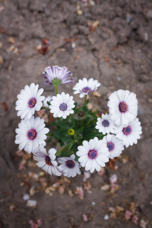 Soprano white osteospermum or dimorphotheca flowers, African daisy or star of the veldt. Spring garden ornamental flowering plantsの写真素材