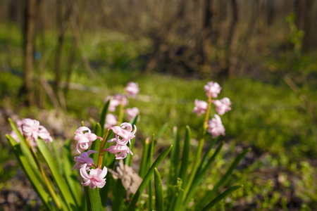 tender pink hyacinths on forest background. spring flowers and plants, beautiful flora, natural landscapeの写真素材