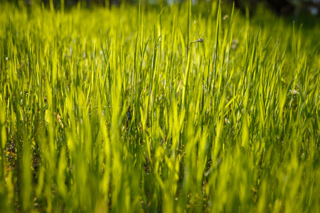 Soft focused shot of green young grass sprouts in the forest, meadow or pasture. Spring time nature, natural backgroundの写真素材