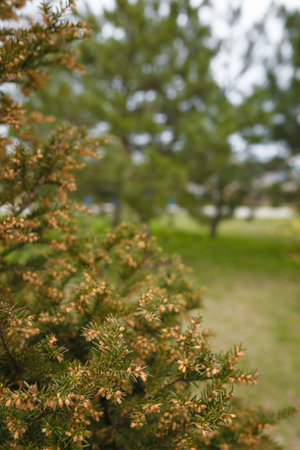 Beautiful coniferous bush branches with many tiny brown cones. Soft focused Close up shotの写真素材