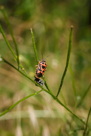 Two shield bugs mating on green plant. Eurydema ornata from family Pentatomidae. Soft focused...