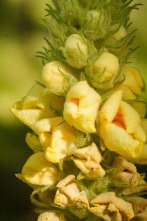 verbascum thapsus, great or common mullein. Vertical macro shot of stem with bright yellow flowers. Flowering summer plantの写真素材