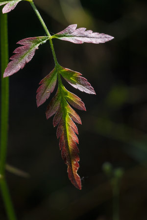 beautiful burgundy leaf of hedge parsley or torilis, wild forest plant in sun rays light, vertical macro shotの写真素材