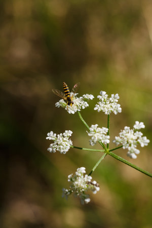 Macro shot of long hoverfly, syrphid fly or sphaerophoria scripta sitting on plant with tiny white...