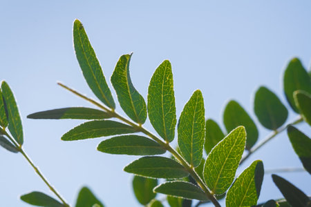 Robinia pseudoacacia commonly known as black locust, deciduous tree branch with fresh green foliage. Macro shot on sky backgroundの写真素材