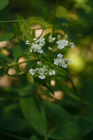 Torilis arvensis, tall sock-destroyer or spreading hedge parsley plant with white tiny flowers and green leaves, vertical soft focused shotの写真素材