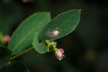 spider in its web sitting on snowberry plant with pink buds before flowering, soft focused macro shotの写真素材