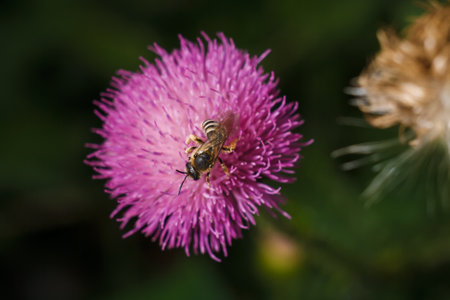 Purple carduus or thistle flower with bee collecting nectar, soft focused close up shotの写真素材