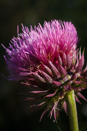 Carduus thistle like purple flower, soft focused macro shotの写真素材