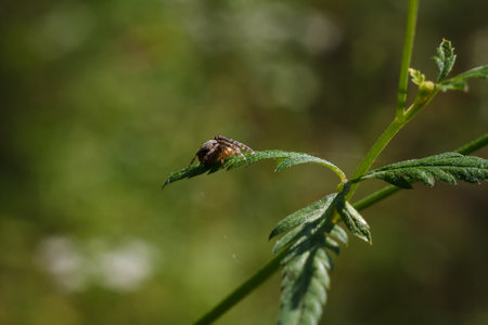 close up shot of brown spider sitting on green leaf of some forest plant on blurry background, insects lifeの写真素材